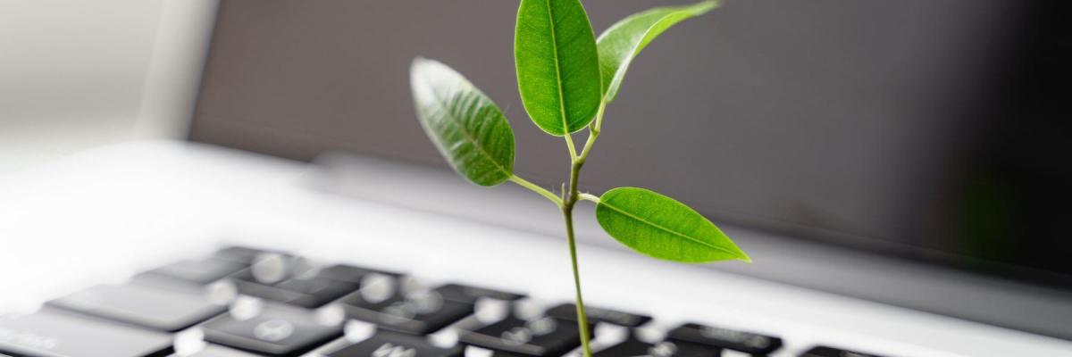 tiny new plant growing from laptop keyboard