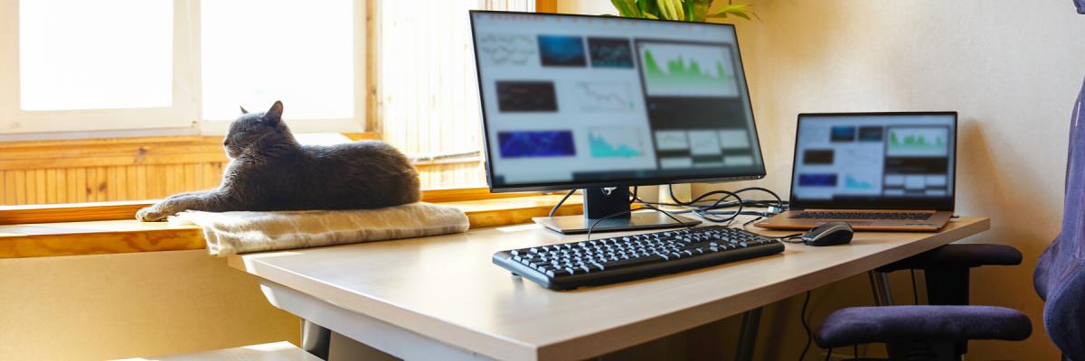 home workstation with computer screens and a cat