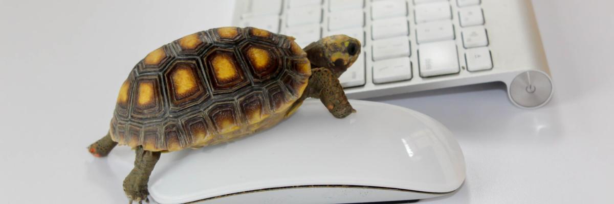 turtle climbing on a wireless mouse and keyboard